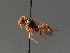  ( - BC ZSM HYM 13487)  @11 [ ] CreativeCommons - Attribution Non-Commercial Share-Alike (2015) Unspecified SNSB, Zoologische Staatssammlung Muenchen