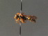  (Nomada meridionalis - BC ZSM HYM 13488)  @14 [ ] CreativeCommons - Attribution Non-Commercial Share-Alike (2015) Unspecified SNSB, Zoologische Staatssammlung Muenchen