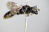  ( - BC ZSM HYM 18127)  @11 [ ] CreativeCommons - Attribution Non-Commercial Share-Alike (2015) Unspecified SNSB, Zoologische Staatssammlung Muenchen