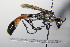  ( - BC ZSM HYM 18129)  @13 [ ] CreativeCommons - Attribution Non-Commercial Share-Alike (2015) Unspecified SNSB, Zoologische Staatssammlung Muenchen