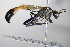 ( - BC ZSM HYM 18130)  @13 [ ] CreativeCommons - Attribution Non-Commercial Share-Alike (2015) Unspecified SNSB, Zoologische Staatssammlung Muenchen