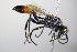  ( - BC ZSM HYM 18135)  @12 [ ] CreativeCommons - Attribution Non-Commercial Share-Alike (2015) Unspecified SNSB, Zoologische Staatssammlung Muenchen
