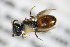  ( - BC ZSM HYM 18354)  @11 [ ] CreativeCommons - Attribution Non-Commercial Share-Alike (2015) Unspecified SNSB, Zoologische Staatssammlung Muenchen