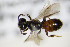  ( - BC ZSM HYM 18360)  @12 [ ] CreativeCommons - Attribution Non-Commercial Share-Alike (2015) Unspecified SNSB, Zoologische Staatssammlung Muenchen