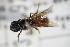  ( - BC ZSM HYM 18361)  @11 [ ] CreativeCommons - Attribution Non-Commercial Share-Alike (2015) Unspecified SNSB, Zoologische Staatssammlung Muenchen