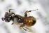  ( - BC ZSM HYM 18366)  @11 [ ] CreativeCommons - Attribution Non-Commercial Share-Alike (2015) Unspecified SNSB, Zoologische Staatssammlung Muenchen