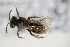  ( - BC ZSM HYM 18375)  @11 [ ] CreativeCommons - Attribution Non-Commercial Share-Alike (2015) Unspecified SNSB, Zoologische Staatssammlung Muenchen