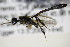  ( - BC ZSM HYM 18417)  @12 [ ] CreativeCommons - Attribution Non-Commercial Share-Alike (2015) Unspecified SNSB, Zoologische Staatssammlung Muenchen