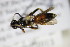  ( - BC ZSM HYM 18426)  @12 [ ] CreativeCommons - Attribution Non-Commercial Share-Alike (2015) Unspecified SNSB, Zoologische Staatssammlung Muenchen