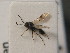  ( - BC ZSM HYM 18431)  @13 [ ] CreativeCommons - Attribution Non-Commercial Share-Alike (2015) Unspecified SNSB, Zoologische Staatssammlung Muenchen