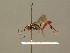  ( - BC ZSM HYM 18441)  @13 [ ] CreativeCommons - Attribution Non-Commercial Share-Alike (2015) Unspecified SNSB, Zoologische Staatssammlung Muenchen