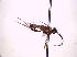  (Dichrogaster sp - BC ZSM HYM 18558)  @11 [ ] CreativeCommons - Attribution Non-Commercial Share-Alike (2015) Unspecified SNSB, Zoologische Staatssammlung Muenchen