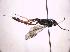  (Hoplocryptus heliophilus - BC ZSM HYM 18561)  @13 [ ] CreativeCommons - Attribution Non-Commercial Share-Alike (2015) Unspecified SNSB, Zoologische Staatssammlung Muenchen