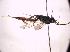  (Hoplocryptus odoriferator - BC ZSM HYM 18566)  @13 [ ] CreativeCommons - Attribution Non-Commercial Share-Alike (2015) Unspecified SNSB, Zoologische Staatssammlung Muenchen