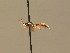  ( - BC ZSM HYM 18675)  @13 [ ] CreativeCommons - Attribution Non-Commercial Share-Alike (2015) Unspecified SNSB, Zoologische Staatssammlung Muenchen
