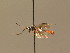  (Rhorus longicornis - BC ZSM HYM 18711)  @14 [ ] CreativeCommons - Attribution Non-Commercial Share-Alike (2015) Unspecified SNSB, Zoologische Staatssammlung Muenchen