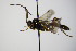  ( - BC ZSM HYM 18730)  @13 [ ] CreativeCommons - Attribution Non-Commercial Share-Alike (2015) Unspecified SNSB, Zoologische Staatssammlung Muenchen
