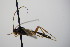  (Glypta bifoveolata - BC ZSM HYM 18735)  @13 [ ] CreativeCommons - Attribution Non-Commercial Share-Alike (2015) Unspecified SNSB, Zoologische Staatssammlung Muenchen