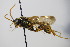  (Banchopsis - BC ZSM HYM 18745)  @14 [ ] CreativeCommons - Attribution Non-Commercial Share-Alike (2015) Unspecified SNSB, Zoologische Staatssammlung Muenchen