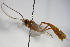  ( - BC ZSM HYM 18759)  @14 [ ] CreativeCommons - Attribution Non-Commercial Share-Alike (2015) Unspecified SNSB, Zoologische Staatssammlung Muenchen