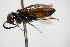  ( - BC ZSM HYM 18776)  @11 [ ] CreativeCommons - Attribution Non-Commercial Share-Alike (2015) Unspecified SNSB, Zoologische Staatssammlung Muenchen