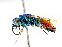  ( - BC ZSM HYM 11091)  @13 [ ] CreativeCommons - Attribution Non-Commercial Share-Alike (2018) SNSB, Staatliche Naturwissenschaftliche Sammlungen Bayerns ZSM (SNSB, Zoologische Staatssammlung Muenchen)
