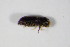  (Pityophthorus pityographus - GBOL_Col_FK_0691)  @12 [ ] CreativeCommons - Attribution Non-Commercial Share-Alike (2015) Unspecified SNSB, Zoologische Staatssammlung Muenchen