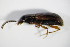  ( - GBOL_Col_FK_0013)  @12 [ ] CreativeCommons - Attribution Non-Commercial Share-Alike (2015) Unspecified SNSB, Zoologische Staatssammlung Muenchen