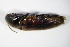  ( - GBOL_Col_FK_0022)  @12 [ ] CreativeCommons - Attribution Non-Commercial Share-Alike (2015) Unspecified SNSB, Zoologische Staatssammlung Muenchen