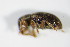  ( - GBOL_Col_FK_0036)  @12 [ ] CreativeCommons - Attribution Non-Commercial Share-Alike (2015) Unspecified SNSB, Zoologische Staatssammlung Muenchen