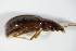  ( - GBOL_Col_FK_0037)  @12 [ ] CreativeCommons - Attribution Non-Commercial Share-Alike (2015) Unspecified SNSB, Zoologische Staatssammlung Muenchen