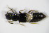  ( - GBOL_Col_FK_0043)  @12 [ ] CreativeCommons - Attribution Non-Commercial Share-Alike (2015) Unspecified SNSB, Zoologische Staatssammlung Muenchen