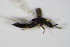  ( - GBOL_Col_FK_0071)  @12 [ ] CreativeCommons - Attribution Non-Commercial Share-Alike (2015) Unspecified SNSB, Zoologische Staatssammlung Muenchen