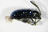  ( - GBOL_Col_FK_0077)  @12 [ ] CreativeCommons - Attribution Non-Commercial Share-Alike (2015) Unspecified SNSB, Zoologische Staatssammlung Muenchen