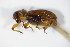  (Dorytomus rubrirostris - GBOL_Col_FK_0083)  @13 [ ] CreativeCommons - Attribution Non-Commercial Share-Alike (2015) Unspecified SNSB, Zoologische Staatssammlung Muenchen