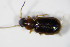  ( - GBOL_Col_FK_0087)  @12 [ ] CreativeCommons - Attribution Non-Commercial Share-Alike (2015) Unspecified SNSB, Zoologische Staatssammlung Muenchen