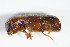  ( - GBOL_Col_FK_0096)  @11 [ ] CreativeCommons - Attribution Non-Commercial Share-Alike (2015) Unspecified SNSB, Zoologische Staatssammlung Muenchen