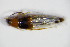 ( - GBOL_Col_FK_0104)  @11 [ ] CreativeCommons - Attribution Non-Commercial Share-Alike (2015) Unspecified SNSB, Zoologische Staatssammlung Muenchen