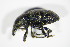  ( - GBOL_Col_FK_0123)  @13 [ ] CreativeCommons - Attribution Non-Commercial Share-Alike (2015) Unspecified SNSB, Zoologische Staatssammlung Muenchen