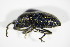  ( - GBOL_Col_FK_0124)  @11 [ ] CreativeCommons - Attribution Non-Commercial Share-Alike (2015) Unspecified SNSB, Zoologische Staatssammlung Muenchen