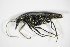  ( - GBOL_Col_FK_0125)  @13 [ ] CreativeCommons - Attribution Non-Commercial Share-Alike (2015) Unspecified SNSB, Zoologische Staatssammlung Muenchen