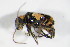  ( - GBOL_Col_FK_0144)  @12 [ ] CreativeCommons - Attribution Non-Commercial Share-Alike (2015) Unspecified SNSB, Zoologische Staatssammlung Muenchen