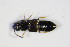 ( - GBOL_Col_FK_0146)  @12 [ ] CreativeCommons - Attribution Non-Commercial Share-Alike (2015) Unspecified SNSB, Zoologische Staatssammlung Muenchen