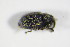  ( - GBOL_Col_FK_0150)  @12 [ ] CreativeCommons - Attribution Non-Commercial Share-Alike (2015) Unspecified SNSB, Zoologische Staatssammlung Muenchen