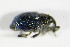  ( - GBOL_Col_FK_0151)  @12 [ ] CreativeCommons - Attribution Non-Commercial Share-Alike (2015) Unspecified SNSB, Zoologische Staatssammlung Muenchen