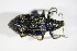  ( - GBOL_Col_FK_0163)  @13 [ ] CreativeCommons - Attribution Non-Commercial Share-Alike (2015) Unspecified SNSB, Zoologische Staatssammlung Muenchen