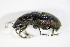  ( - GBOL_Col_FK_0164)  @13 [ ] CreativeCommons - Attribution Non-Commercial Share-Alike (2015) Unspecified SNSB, Zoologische Staatssammlung Muenchen