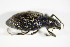 ( - GBOL_Col_FK_0165)  @13 [ ] CreativeCommons - Attribution Non-Commercial Share-Alike (2015) Unspecified SNSB, Zoologische Staatssammlung Muenchen