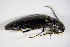  ( - GBOL_Col_FK_0170)  @12 [ ] CreativeCommons - Attribution Non-Commercial Share-Alike (2015) Unspecified SNSB, Zoologische Staatssammlung Muenchen