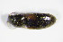  ( - GBOL_Col_FK_0208)  @11 [ ] CreativeCommons - Attribution Non-Commercial Share-Alike (2015) Unspecified SNSB, Zoologische Staatssammlung Muenchen